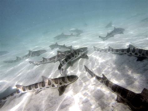 la jolla leopard sharks